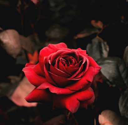 edward-howell-jBLReYARfXY-unsplash edward-howell-jBLReYARfXY-unsplash